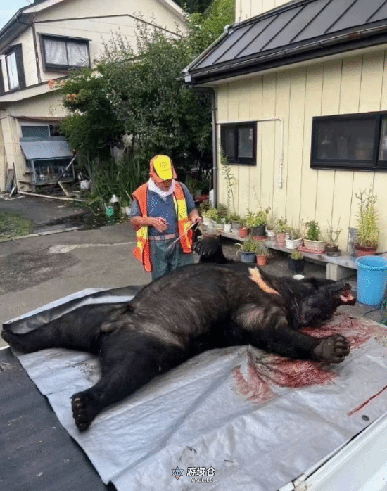 日本熊害已致至少12死 且已逼近东京!