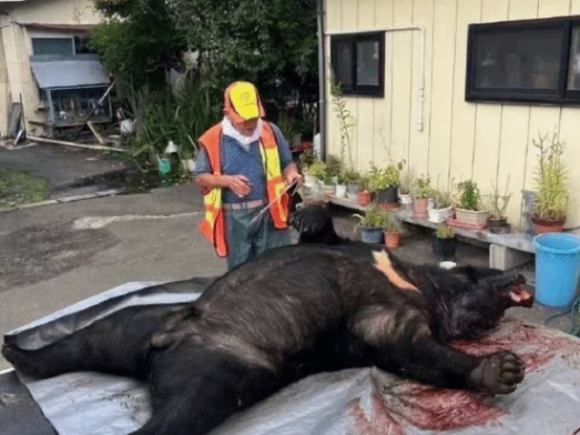 日本熊害已致至少12死 且已逼近东京！